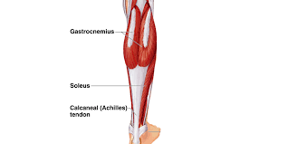 Calf Strains And Runners Why You Get Them And A 3 Week Plan To Treat Calf Strain Calf Muscle Strain Calf Strain Exercises