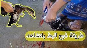 Maybe you would like to learn more about one of these? Ø·Ø±ÙŠÙ‚Ø© Ø°Ø¨Ø­ Ø§Ù„Ø¨Ø· Ø¹Ù„ÙŠ Ø§Ù„Ø·Ø±ÙŠÙ‚Ø© Ø§Ù„Ø´Ø±Ø¹ÙŠØ© Ù…Ù† Ø§Ù„Ø¨Ø¯Ø§ÙŠØ© Ù„Ù„Ù†Ù‡Ø§ÙŠØ© Ù…Ø·Ø¨Ø® Ø§Ù„Ø¹ÙŠÙ„Ø© Youtube