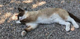 Image result for site:byggahus.se LJUNGBY