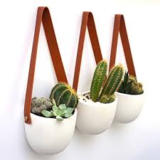 Donkey tail gives us some small white flowers. Kimisty Set 3 Hanging Succulent Wall Planters Pot White Ceramic Planter With Faux Leather Strap