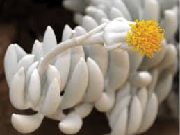 Image result for Caputia