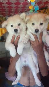 We have 98 dog price in sri lanka ads under animals & pets category. Lion Pomeranian Puppies In Sri Lanka Siyaluma Lk