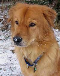 Check spelling or type a new query. Zoey S Long Lost Brother Marty The Chow Chow Golden Retriever Mix Dogs Daily Puppy Golden Retriever Beagle Mix Puppies Retriever Mix