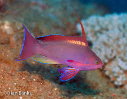 Image result for Ottelia fischeri