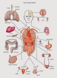 parts of body diagram wiring diagrams