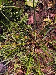 Image result for Schoenoplectiella articulata