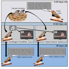 Acquire the beak of finches lab answer key member that we have enough money here and check out the link. Female Social Feedback Reveals Non Imitative Mechanisms Of Vocal Learning In Zebra Finches Sciencedirect