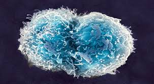 Learn how to use this blood for treating the cells in cord blood include hematopoietic progenitor cells (hpc) and hematopoietic stem cells (hsc). Stem Cells Sources Types Applications Concerns Regulations Upsc Ias Express