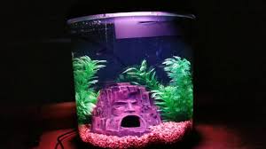 Best betta fish tank reviews. Top Fin Enchant Betta Tank Review Youtube
