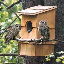 Owl Box Owl House Bird Houses Bird House Plans