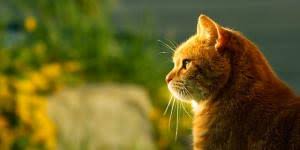 Your cat's name will make you smile every time you greet your kitty upon coming home or introduce him or her to a new friend of yours (if your cat will come out to say hello). Cat Names Beginning With M Males And Females More Than 100