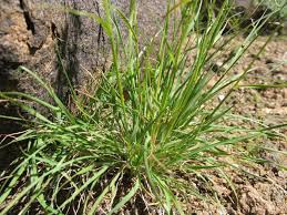 Image result for Eragrostis nindensis