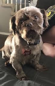 Shih Tzu Rescue Dog For Adoption In Omaha Nebraska Shih Tzu Chewy In Omaha Nebraska In 2020 Rescue Dogs For Adoption Dog Adoption Shih Tzu