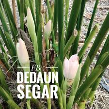 Pokok kantan merupakan sejenis tumbuhan herba ataupun liar. Pokok Bunga Kantan Aneka Warna Rizom