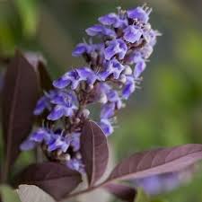 Image result for Vitex patula