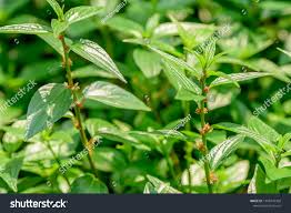 Image result for Pouzolzia parasitica