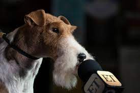 See king and the group winners below The Westminster Dog Show 2019 Winners How Did The Pa Dogs Do Pennlive Com