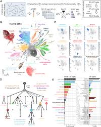 Image result for Pimpinella sp. A. of FZ 4: 594