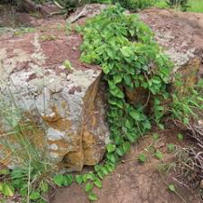 Image result for Tinospora fragosa