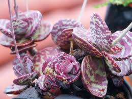 Image result for Kalanchoe marmorata