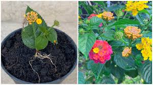 Image result for Lantana camara