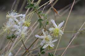 Image result for Clematis brachiata