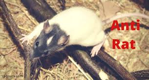 Anti Rat Repulsif Pour Chasser Les Rats Anti Rat Anti Souris Repulsif Souris
