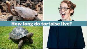 10 Tortoise Facts How Long Do Tortoise Live Zoological World