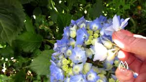 Check spelling or type a new query. In The Garden Pressed Flowers Hydrangea Lady S Mantle And Lobelia Youtube