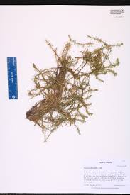 Image result for Mayacaceae