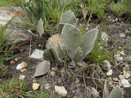Image result for Helichrysum mechowianum
