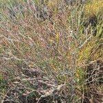 Image result for Gutenbergia rueppellii