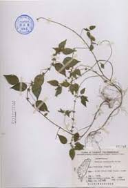Image result for Acalypha brachystachya