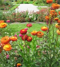 Image result for Helichrysum globosum