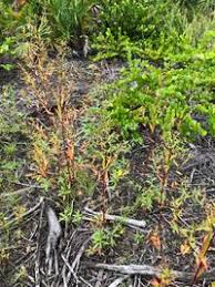 Image result for Ludwigia erecta