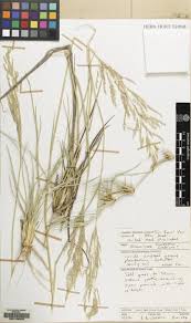 Image result for Sporobolus ioclados