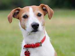 My dog is very funny and my called her cockoo like a cockoo clock and i said well that seems like a good name but i had an idea to change it up a bit so i named her koku. Jack Russell Terrier Price Temperament Life Span