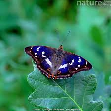 Image result for Apatura iris