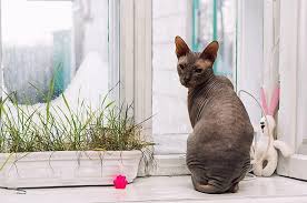 Even though they would almost always rather be cuddling, sphynx cats are natural athletes and playful pals. Sphynx Cat Facts Colors Health Issues Nutrition And More Vital Info