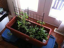 The brightest area in your house is the best place, since tomatoes require a lot of light to flower and produce fruit. Winter Growing Tomatoes How To Grow Tomatoes Indoors Growing Tomato Plants Tips For Growing Tomatoes Indoor Vegetable Gardening