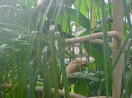 Image result for Pandanus sp. A