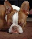 Your Guide To Red Boston Terriers: Issues, Price, & More ...