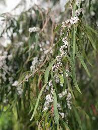 Image result for Agonis flexuosa