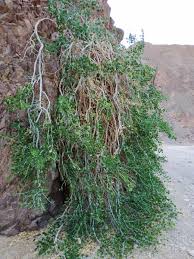 Image result for Capparis cartilaginea