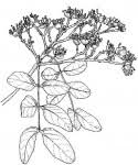 Image result for Julbernardia paniculata