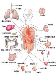 Image result for internal organs
