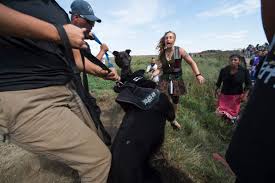 Bison At Standing Rock Censored News Is A Service To Grassroots Indigenous Peoples Engaged In Resistance And Upholding Human Rights Standing Rock Dakota Pipeline Peaceful Protest