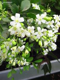 Image result for Maerua paniculata