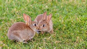 This is why kids' anger will intensify or explode again later if they aren't allowed to first express their feelings and second meet their need for power. Neutering Your Rabbit Reduce Aggression Vets4pets