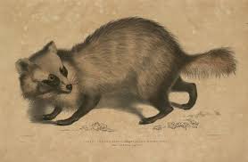 He is termed a raccoon in the western versions of the game but a tanuki in the japanese version. Tanuki Morphologie Religion In Japan